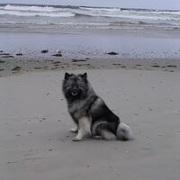 Foto 5 van een Keeshond, Grijze