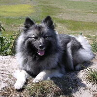 Foto 4 van een Keeshond, Grijze