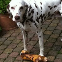 Foto 9 van een Dalmatische hond