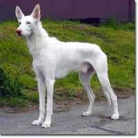 Foto 1 van een Podenco Ibicenco, ruwhaar