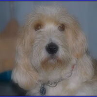 Foto 5 van een Petit Basset griffon vendéen