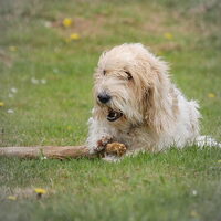 Foto 4 van een Petit Basset griffon vendéen