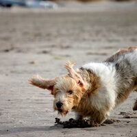 Foto 3 van een Petit Basset griffon vendéen