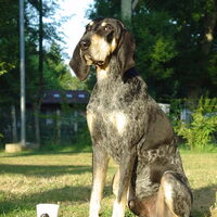 Foto 6 van een Petit Bleu de Gascogne