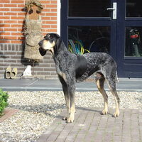 Foto 4 van een Petit Bleu de Gascogne