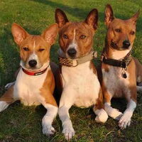Foto 7 van een Basenji