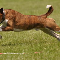 Foto 6 van een Basenji