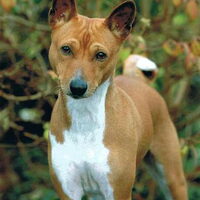 Foto 4 van een Basenji