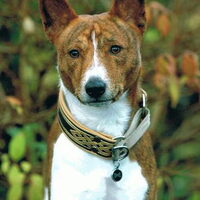 Foto 3 van een Basenji