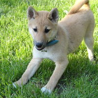 Foto 6 van een Shiba Inu