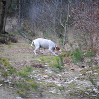 Foto 4 van een Pointer
