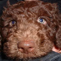 Foto 8 van een Perro de Agua Espagnõl