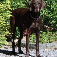 Foto 4 van een Duitse Staande Hond, Korthaar