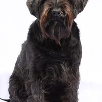 Foto 2 van een Middenslag Schnauzer, zwart