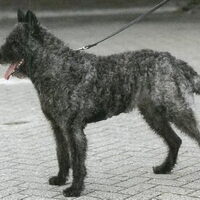 Foto 5 van een Hollandse Herdershond, ruwhaar
