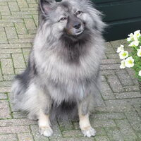 Foto 3 van een Keeshond, Grijze