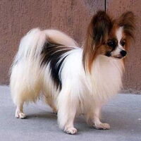 Foto 6 van een Epagneul Nain Continental, Papillon