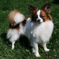 Foto 3 van een Epagneul Nain Continental, Papillon