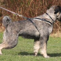 Foto 3 van een Riesenschnauzer, peper en zout