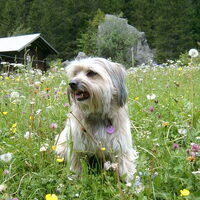Foto 6 van een Pyrenese Herdershond
