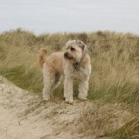 Foto 5 van een Pyrenese Herdershond