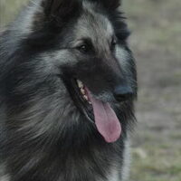 Foto 1 van een Belgische Herdershond, Tervuerense