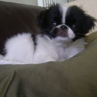 Foto 9 van een Japanse Spaniel