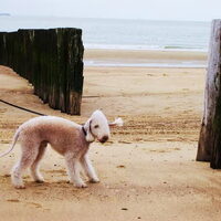 Foto 9 van een Bedlington Terrier