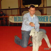 Foto 8 van een Bedlington Terrier