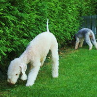Foto 7 van een Bedlington Terrier