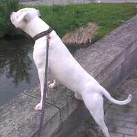 Foto 6 van een Dogo Argentino