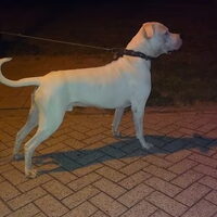 Foto 5 van een Dogo Argentino