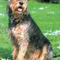 Foto 3 van een Griffon nivernais