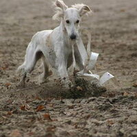 Foto 3 van een Saluki