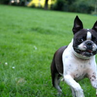 Foto 9 van een Boston Terrier