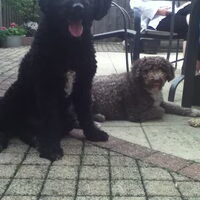 Foto 3 van een Perro de Agua Español