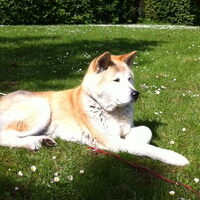 Foto 6 van een Japanse Akita