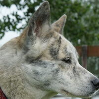 Foto 5 van een Japanse Akita