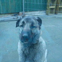 Foto 6 van een Anatolische Herdershond