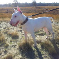 Foto 7 van een Bull Terrier, standaard
