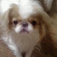 Foto 7 van een Japanse Spaniel