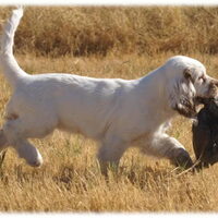 Foto 8 van een Clumber Spaniel