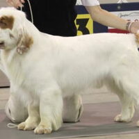 Foto 7 van een Clumber Spaniel