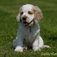 Foto 6 van een Clumber Spaniel