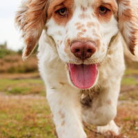 Foto 3 van een Clumber Spaniel