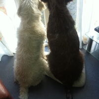 Foto 7 van een Spinone Italiano