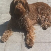 Foto 6 van een Spinone Italiano