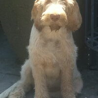 Foto 5 van een Spinone Italiano