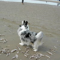 Foto 8 van een Sheltie