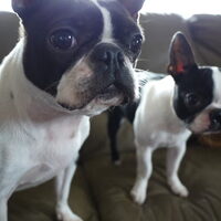 Foto 8 van een Boston Terrier